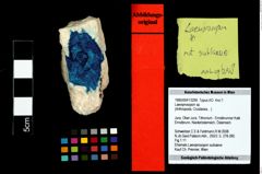 Foto (Objekt + Etikett) von Laeviprosopon sp.  (NHMW-GEO-1990-0041-3295)